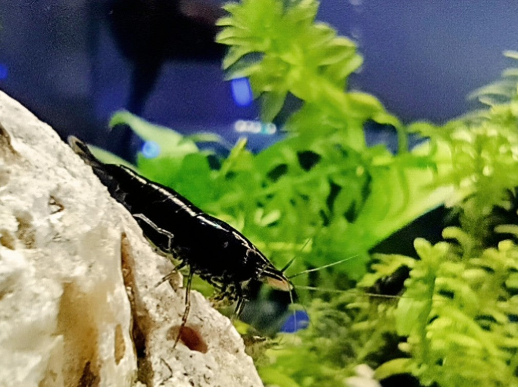 Brown Chocolate Neocaradina Shrimp