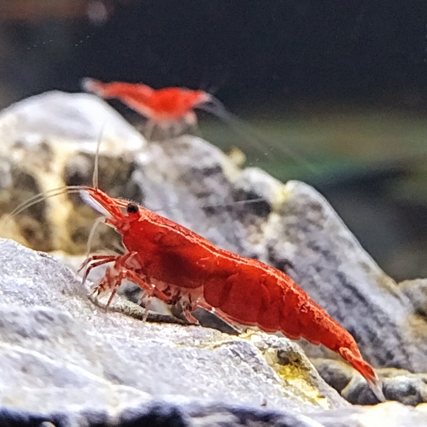 Painted Fire Red Neocaradina Shrimp