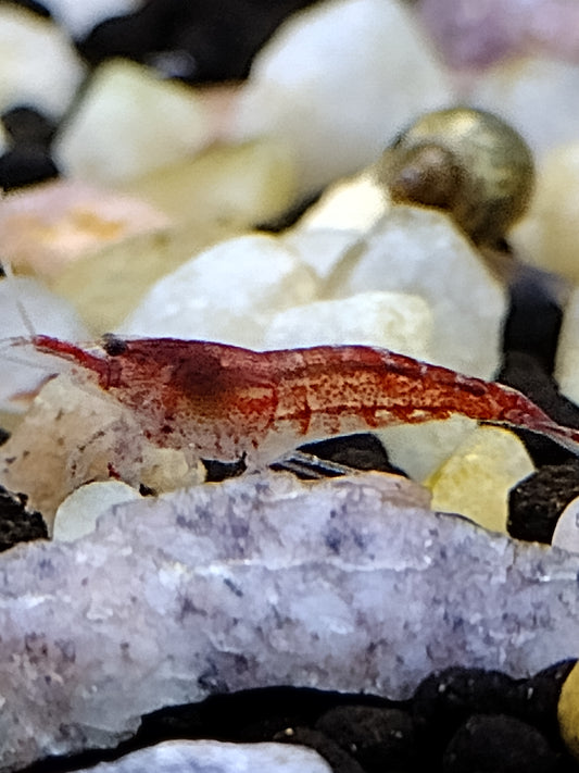 Cherry Shrimp Neocaradina