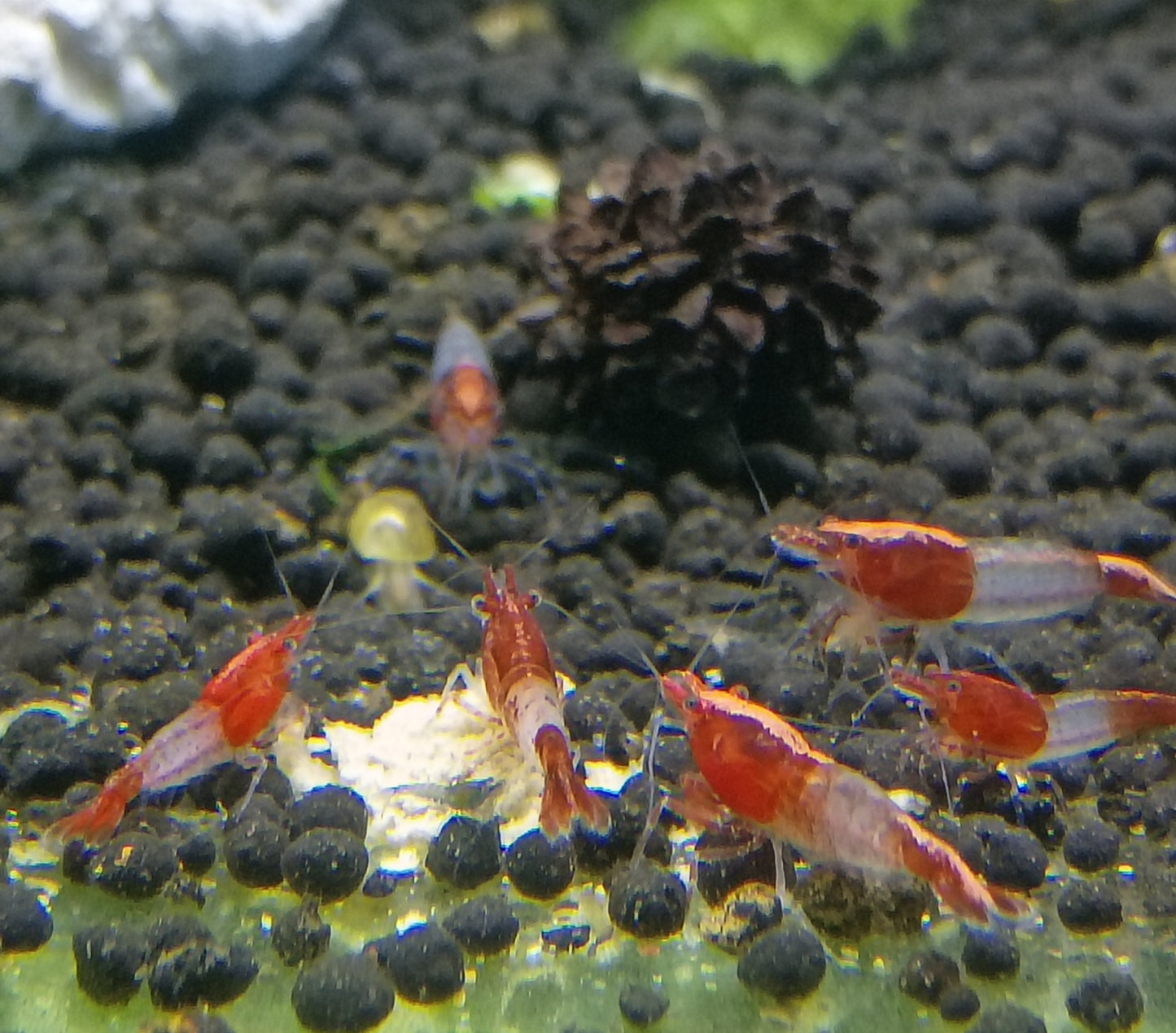 Red Rilli Neocaradina Shrimp