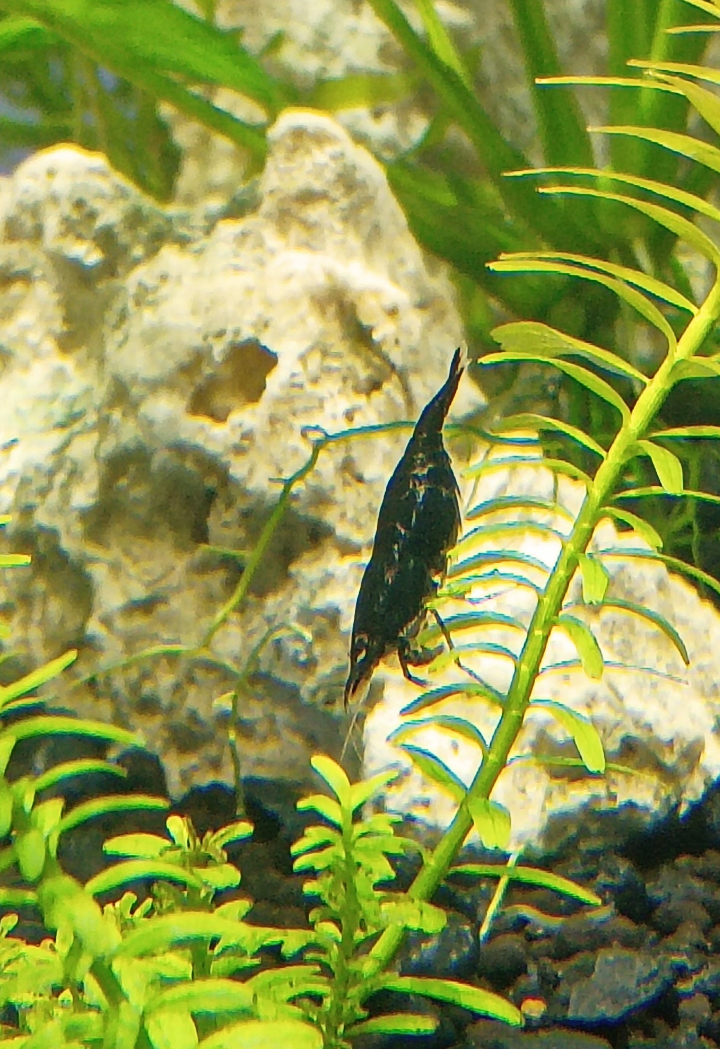 Black Rose Neocaradina Shrimp