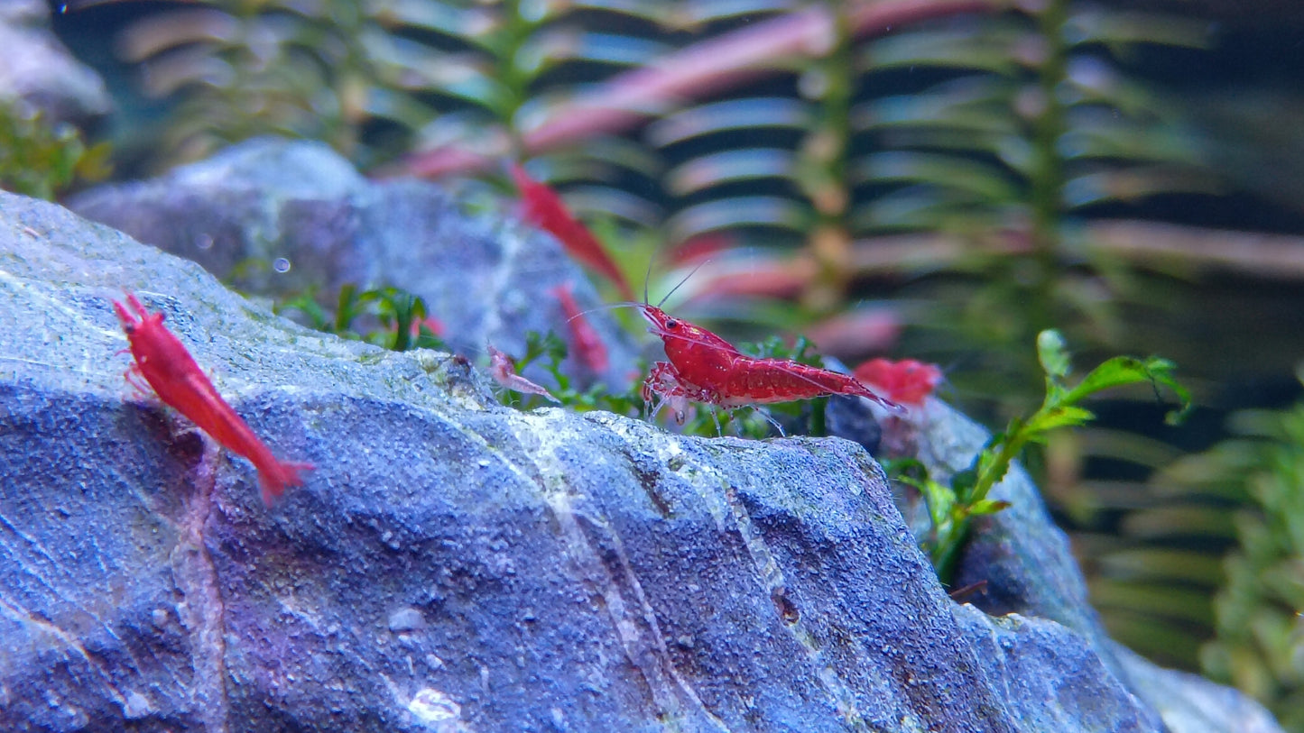 Painted Fire Red Neocaradina Shrimp