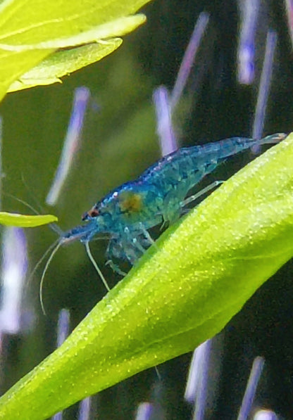 Blue Dream Neocaradina Shrimp