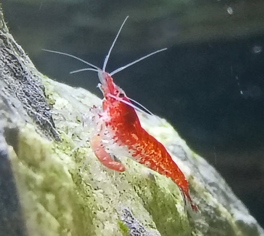 Cherry Shrimp Neocaradina