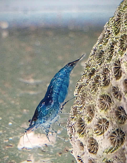Blue Dream Neocaradina Shrimp