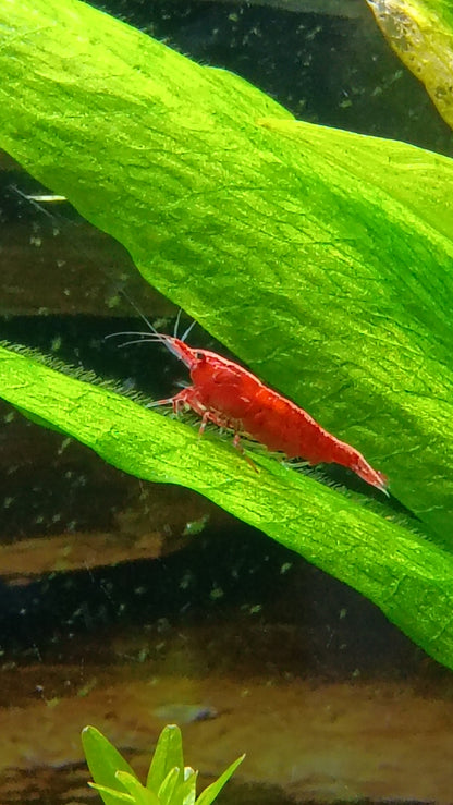 Painted Fire Red Neocaradina Shrimp