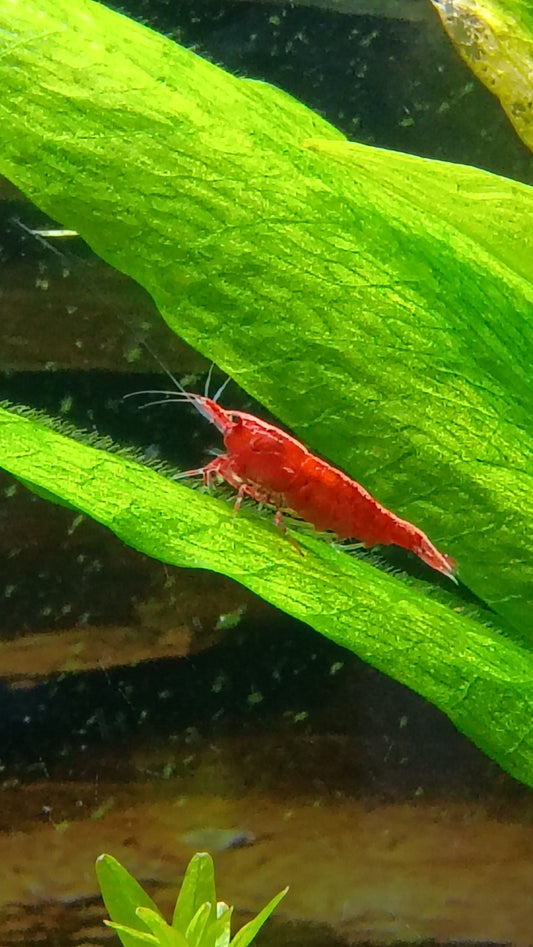 Painted Fire Red Neocaradina Shrimp
