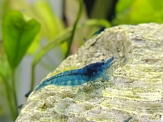 Blue Dream Neocaradina Shrimp