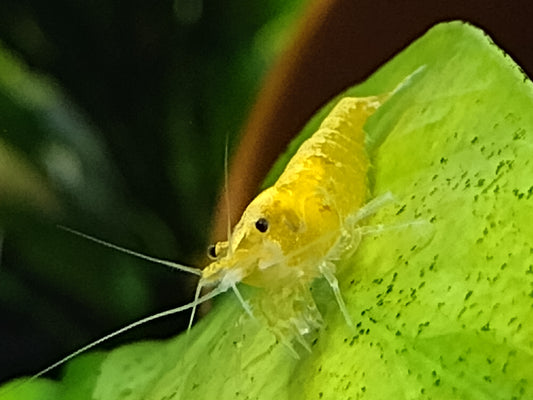 Yellow Gold burst Neocaradina Shrimp