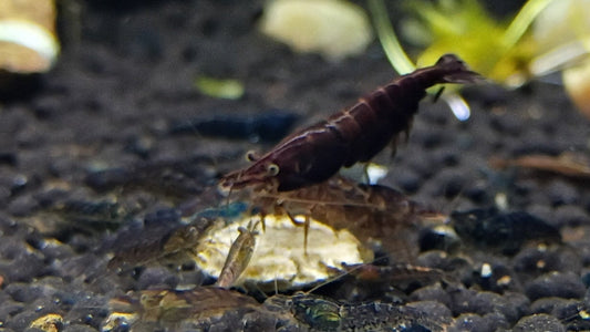Brown Chocolate Neocaradina Shrimp