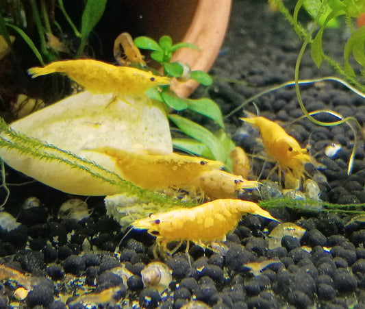 Yellow Gold burst Neocaradina Shrimp