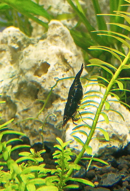 Black Rose Neocaradina Shrimp