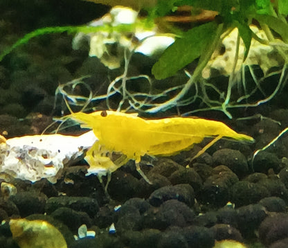Yellow Goldenback Neocaradina Shrimp
