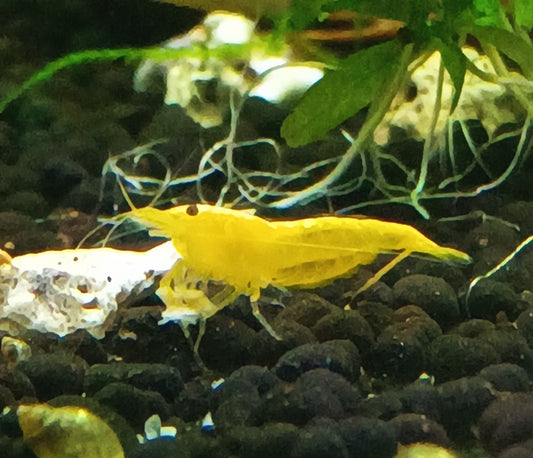 Yellow Goldenback Neocaradina Shrimp
