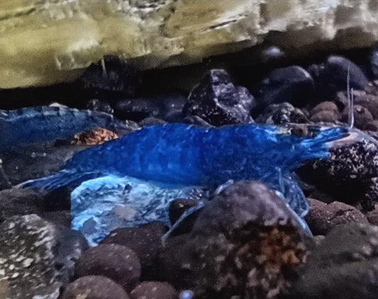 Blue Dream Neocaradina Shrimp